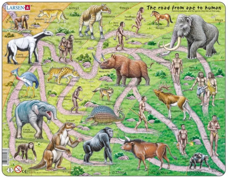 Rahmenpuzzle - The Road From Ape to Human (auf Englisch)