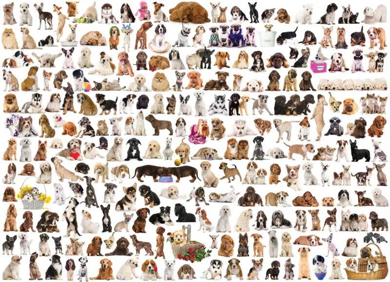 Hundewelt