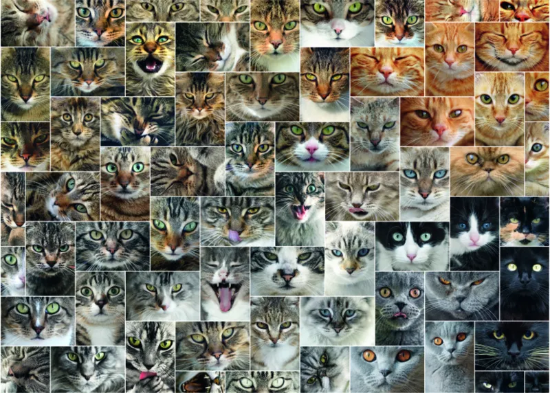 Collage - Katzen