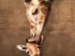 Mutter- und Babygiraffe