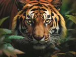 Wild Tiger